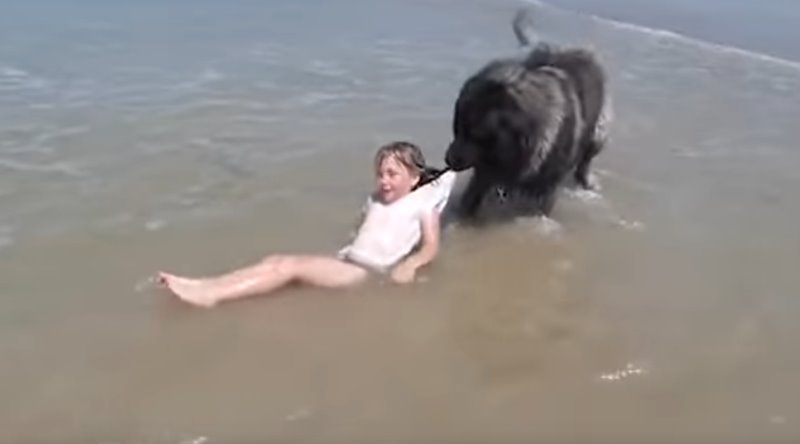 El perro, rescatando a la niña. / YOUTUBE