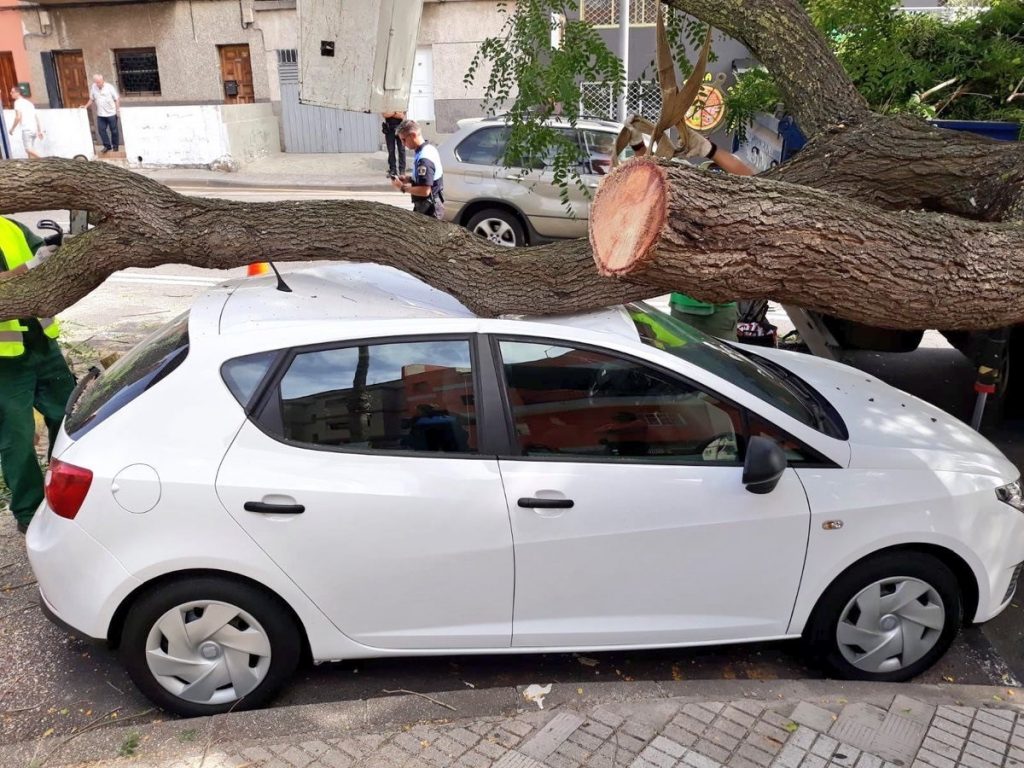 Caída de una gran rama en La Laguna. / EP