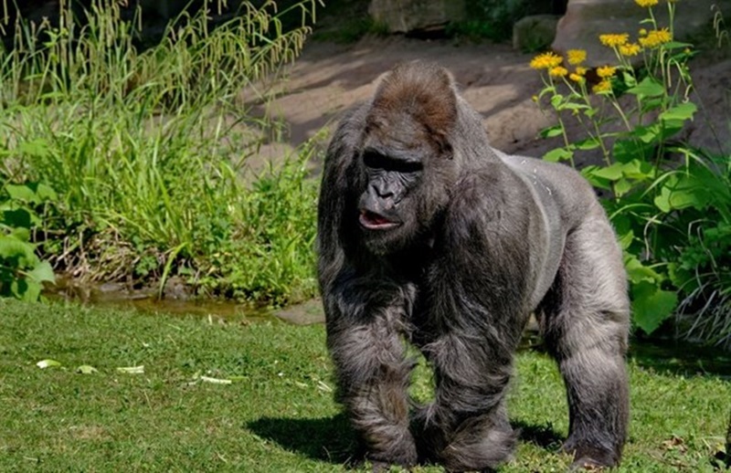 El gorila Fritz, en el zoológico de Múnich. / EP