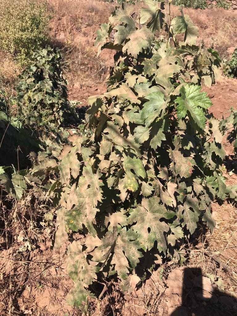 Daños provocados por vehículos turísticos en zonas agrícolas de Tenerife. / EP