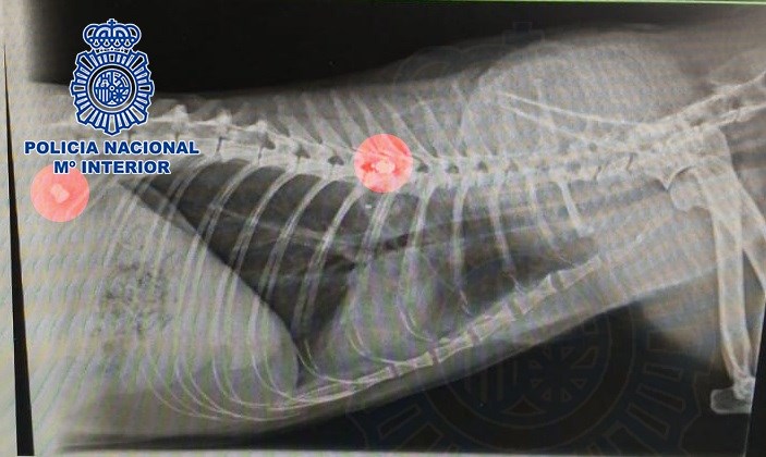 Radiografía de la gata muerta. | EP