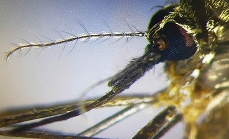 El mosquito Aedes japonicus. | EP