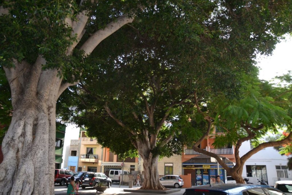 La carretera de Taganana y la plaza de Las Adelfas (en la imagen) son los puntos que más quejas vecinales acumulan por los árboles. DA