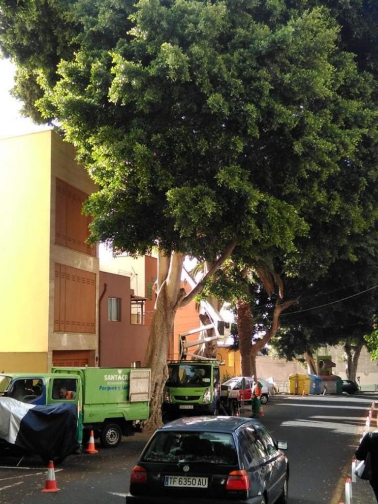 Los árboles de gran porte causan problemas a los vecinos. DA