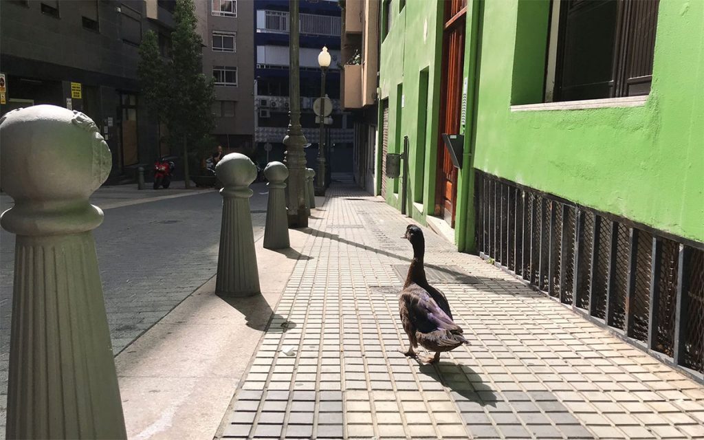 Pato en zona La Marina de Santa Cruz de Tenerife