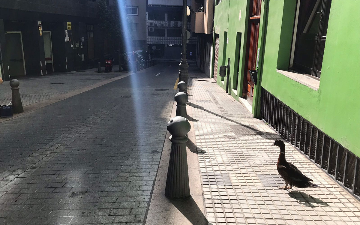 Pato en zona La Marina de Santa Cruz de Tenerife