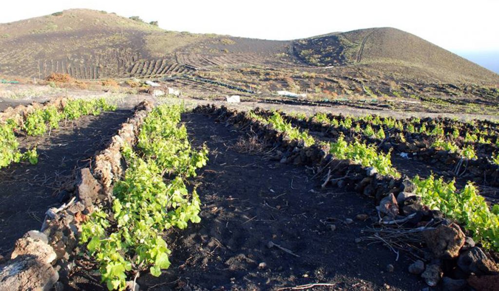 Dos años de trabajo para recuperar el viñedo tras el incendio de 2016