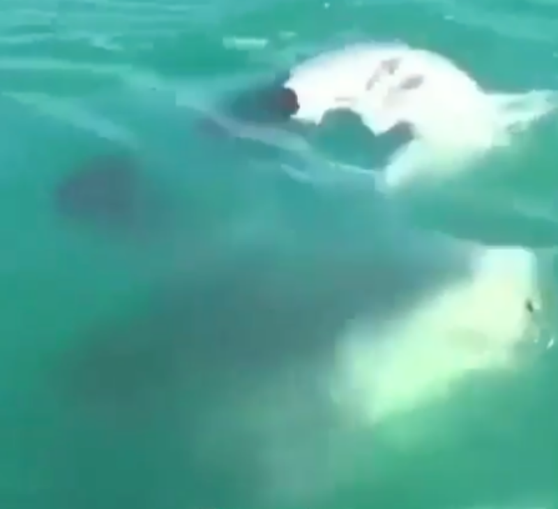 El espeluznante ataque de un tiburón a otro. / INSTAGRAM