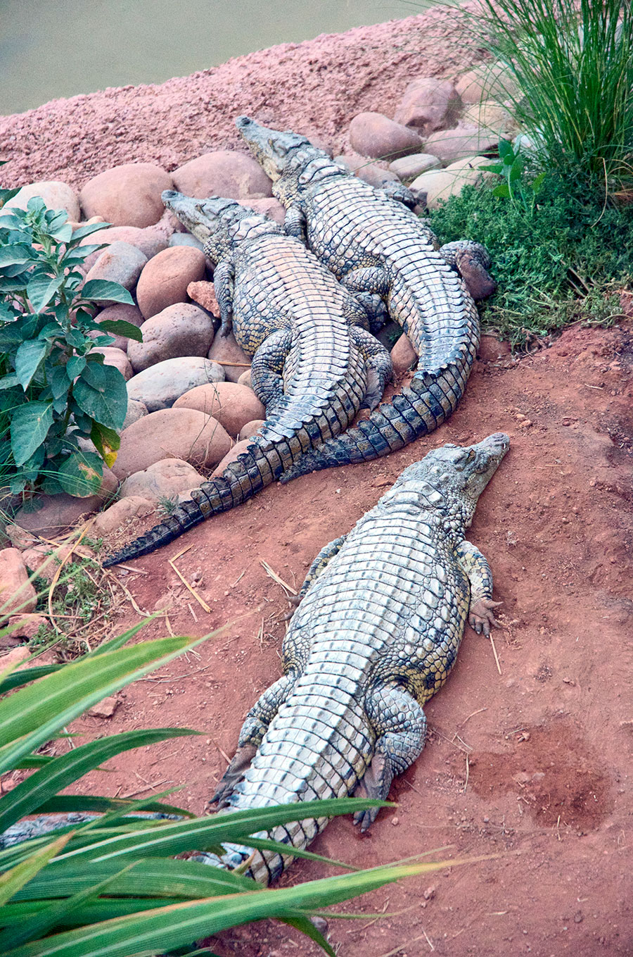 Cocodrilos (CrocoPark)