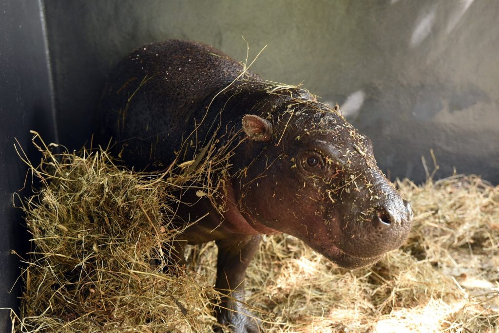 Loro Parque recibe a Adela y Malela, dos Hipopótamos Pigmeos. | EUROPA PRESS
