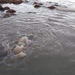 Vertido en Playa La Batata (El Médano)