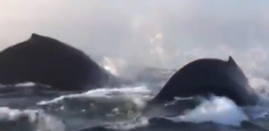 El increíble triple salto sincronizado de unas ballenas que maravilla al mundo. / TWITTER