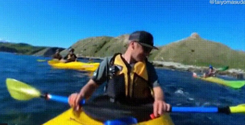 Una foca da un cachetón con un pulpo a un turista. / TWITTER