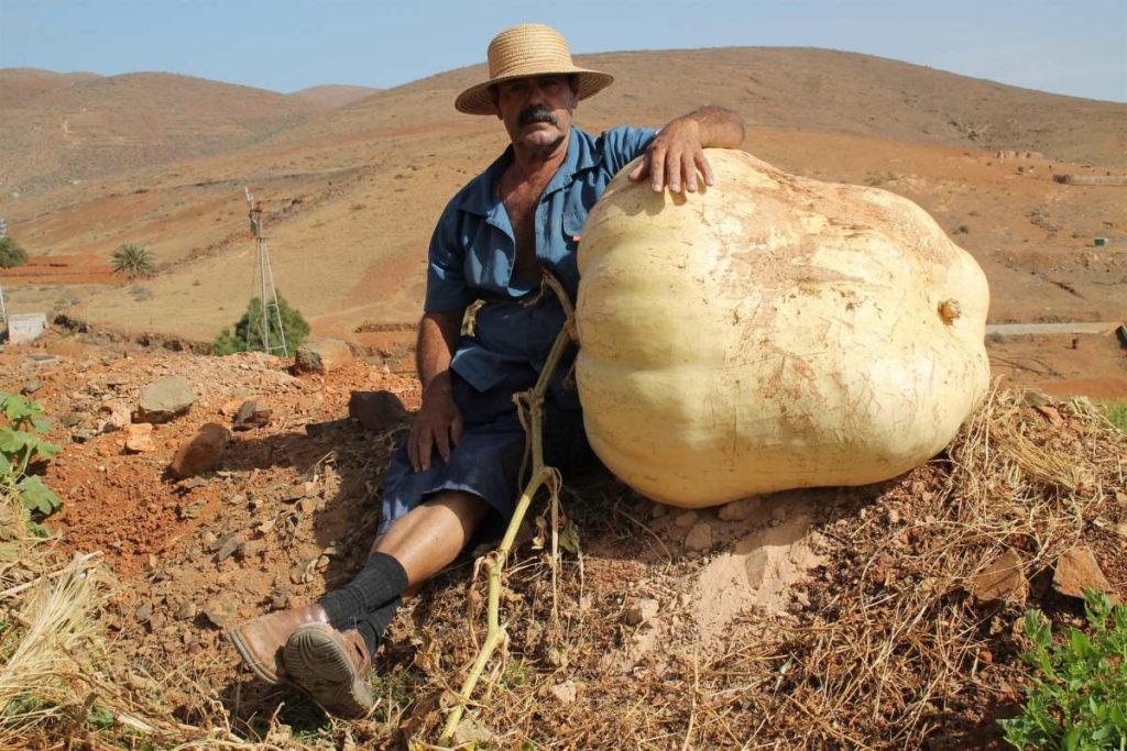 La asombrosa calabaza gigante que ha crecido en Fuerteventura. / EP