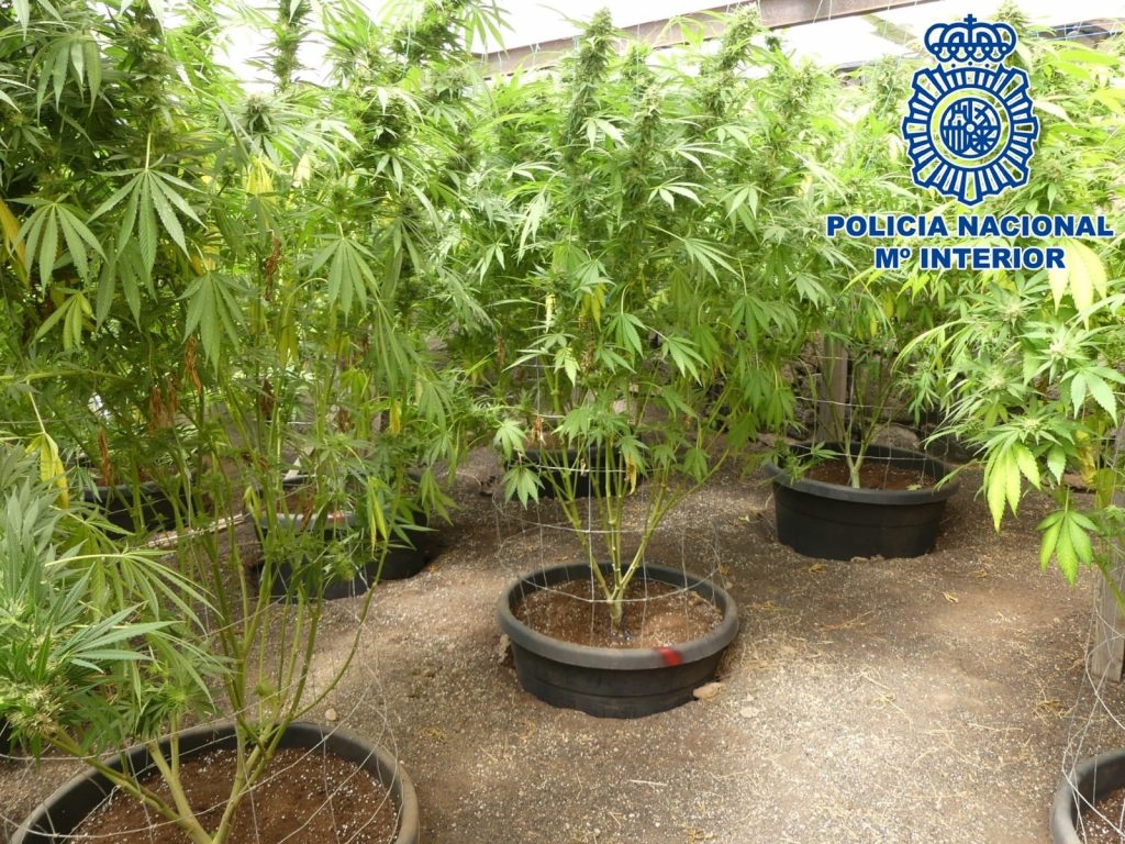 Detenidos cinco hombres que tenían una plantación de más 2.100 ejemplares de marihuana en Lanzarote. / EP