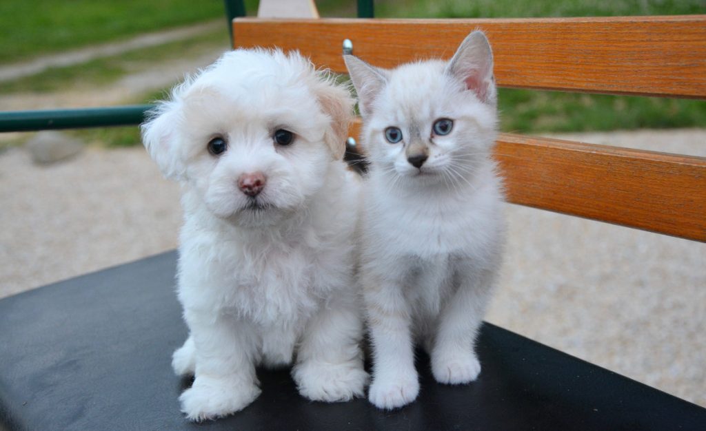 Mascotas, perro, gato