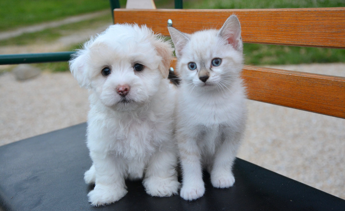 Mascotas, perro, gato