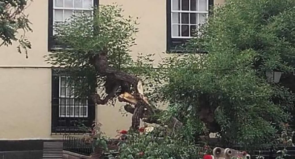 El misterio de la eritrina de la plaza Concejil, en el Puerto. ¿Caída natural o acto vandálico?