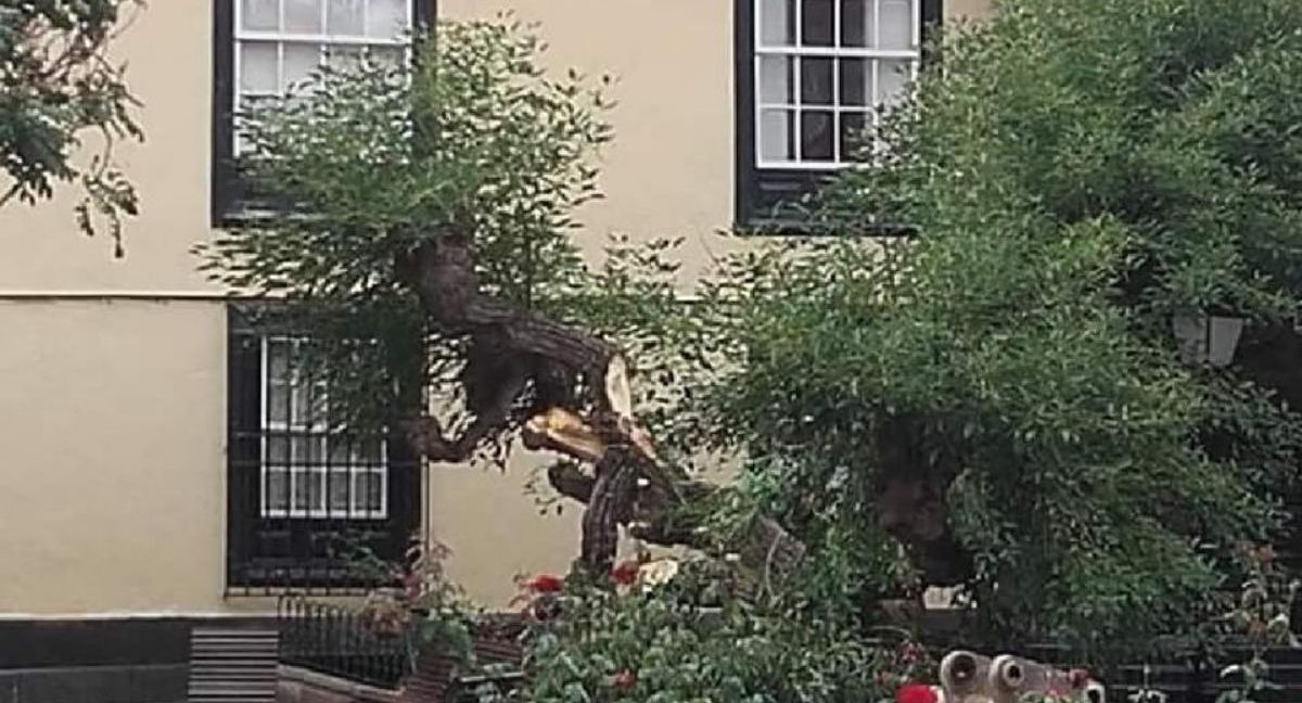 El misterio de la eritrina de la plaza Concejil, en el Puerto. ¿Caída natural o acto vandálico?
