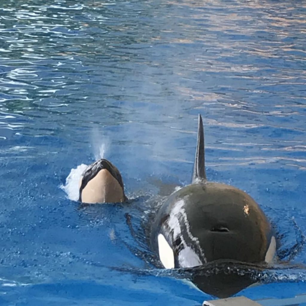 La orca Morgan, con su cría. / DA