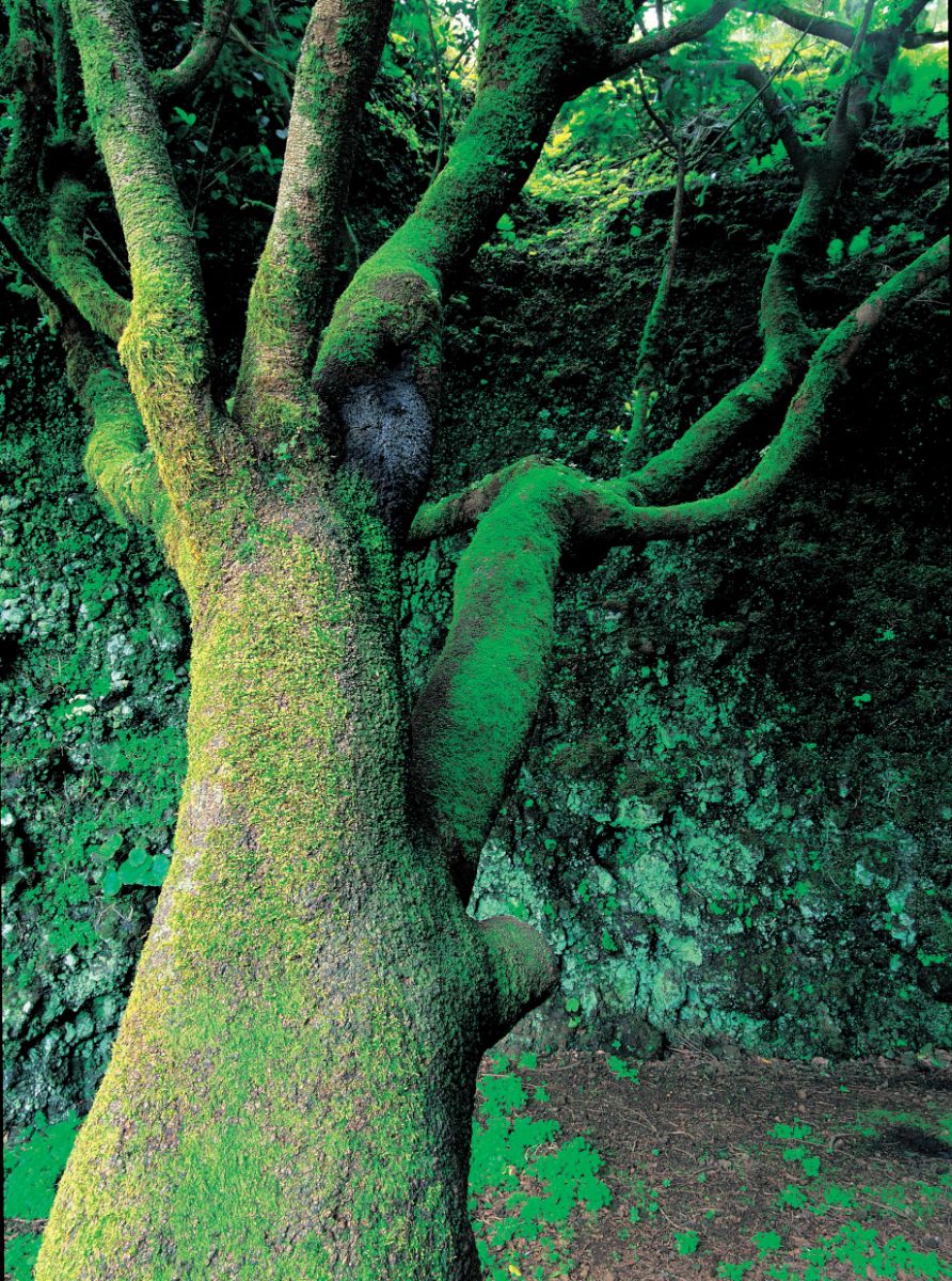 Imagen del árbol Garoé tomada por José Manuel Moreno. / CEDIDA JOSÉ MANUEL MORENO