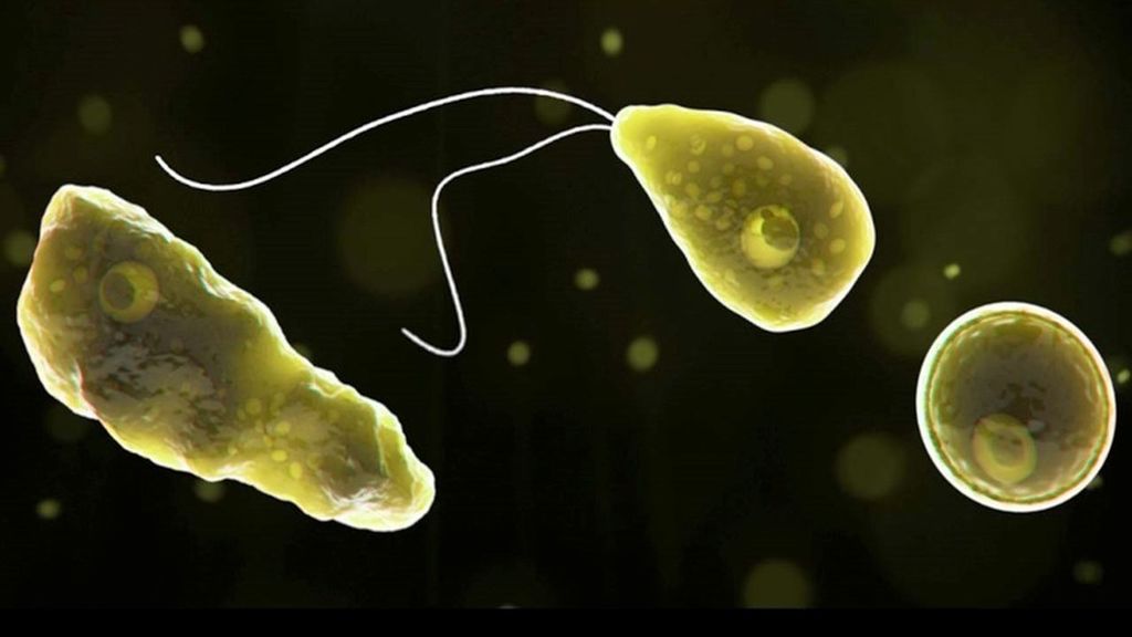 Imagen al microscopio de la ameba 'come cerebros'