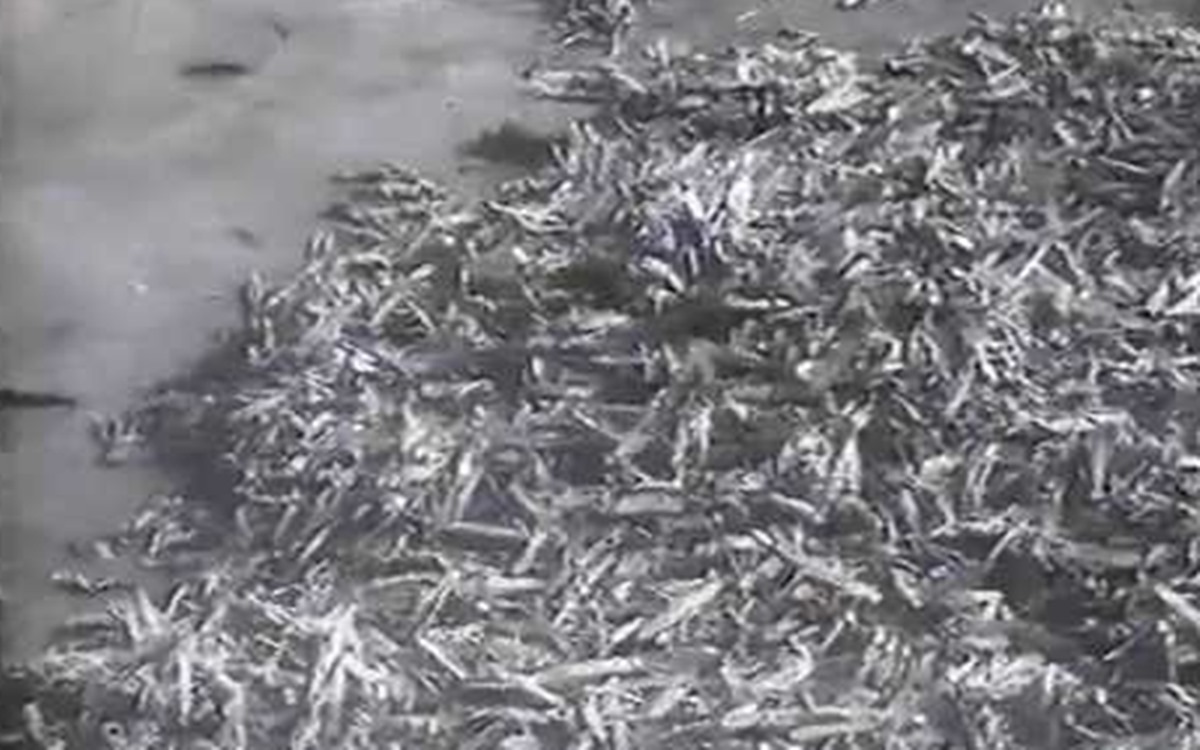La plaga se combatía con métodos rudimentarios. A la derecha, langostas muertas en la playa del Médano. Archivo RTVE