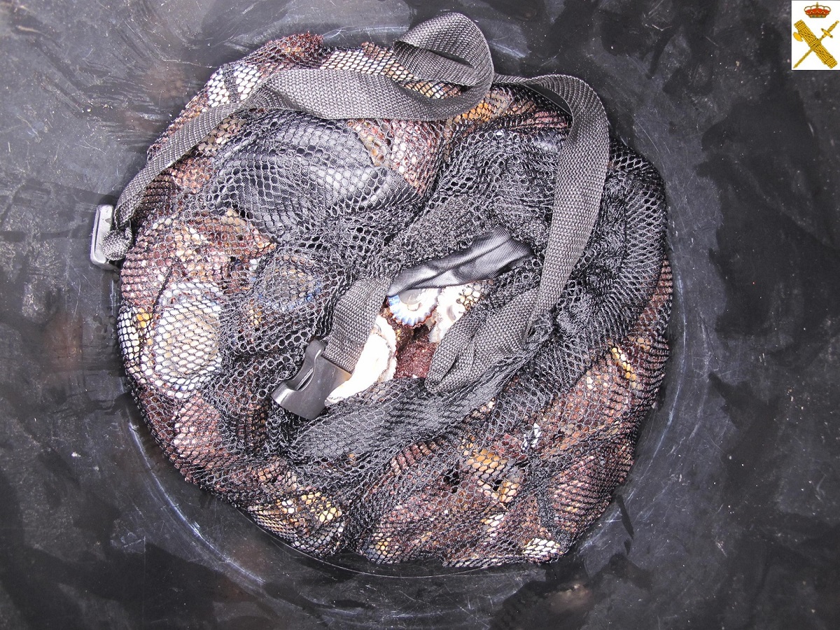 Captura ilegal de lapas en La Palma / GUARDIA CIVIL