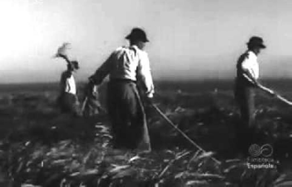 La plaga se combatía con métodos rudimentarios. A la derecha, langostas muertas en la playa del Médano. Archivo RTVE