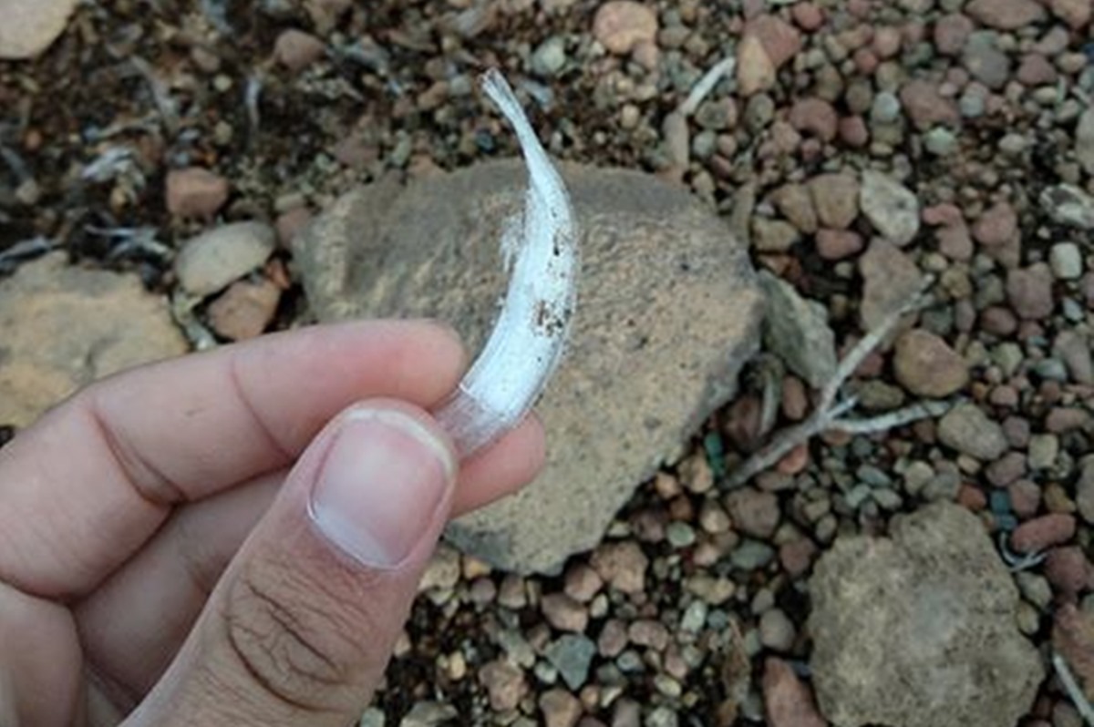 Graban un raro y curioso fenómeno en el Teide. / OVAC