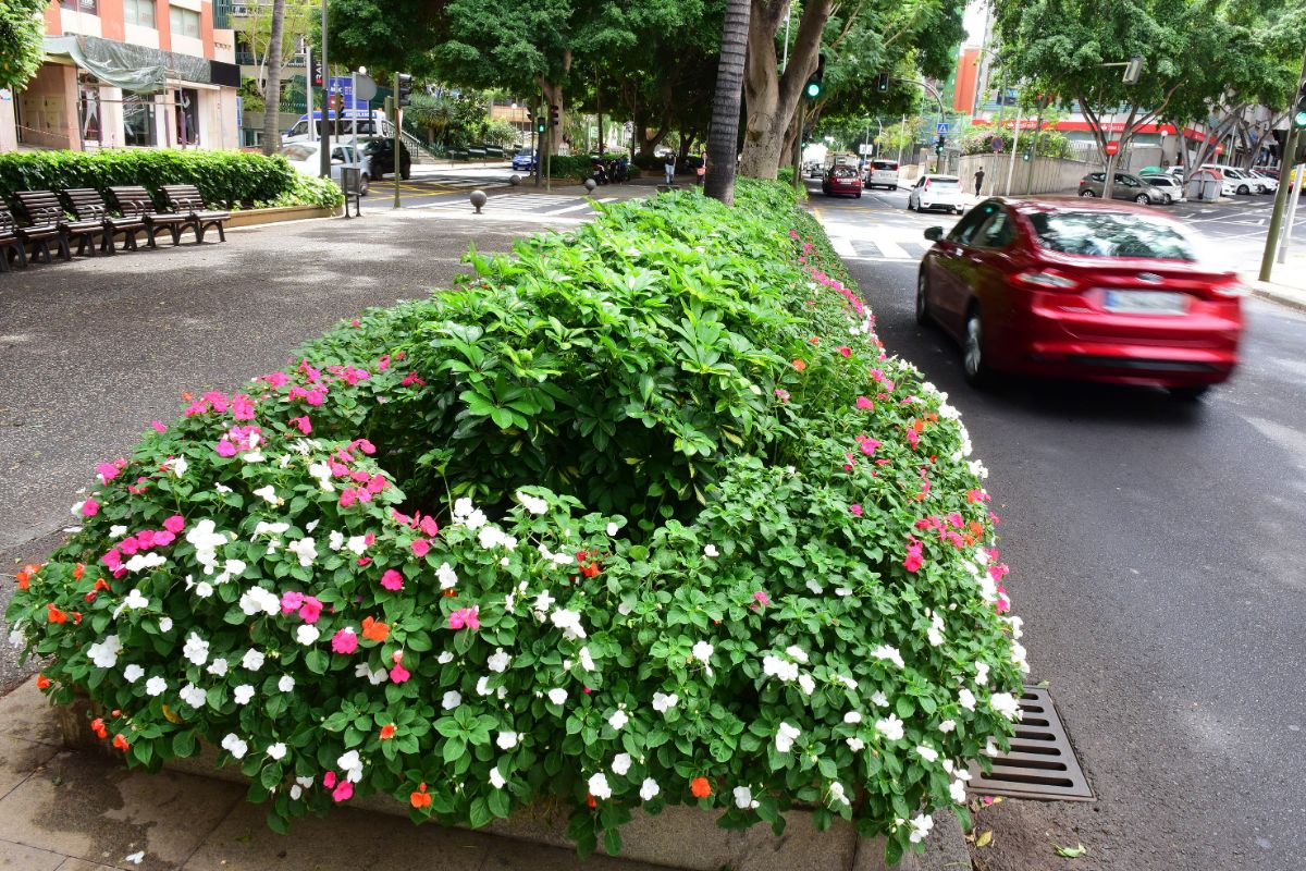 Las plantas humanizan la ciudad, y benefician la salud física y psíquica. Fotos: Sergio Méndez