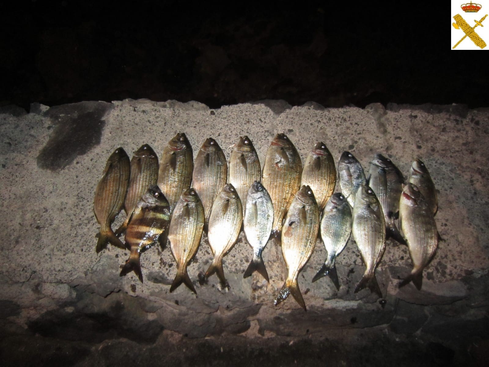 Instruyen 26 denuncias a seis hombres en Tenerife por pesca ilegal. / EP