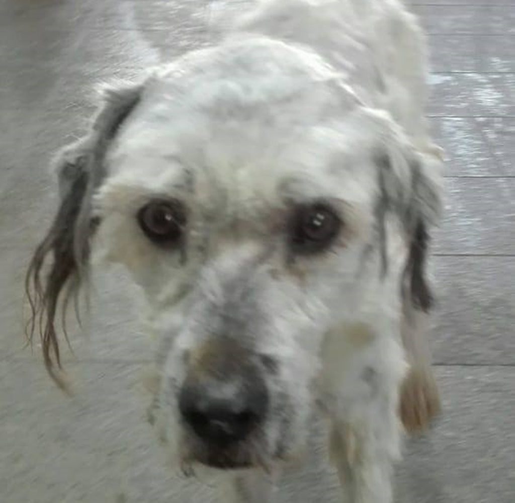 Rasti, perro abandonado en Santiago del Teide| DA