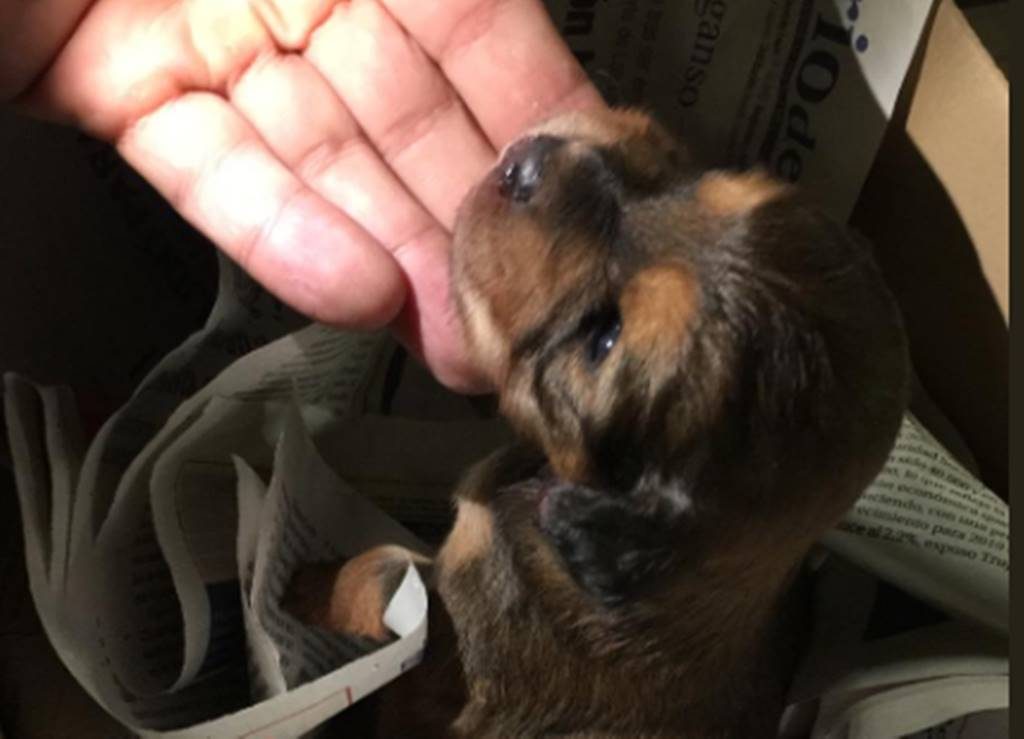 Cachorro rescatado por la Policía Local de Santa Cruz| POLICÍA LOCAL SANTA CRUZ