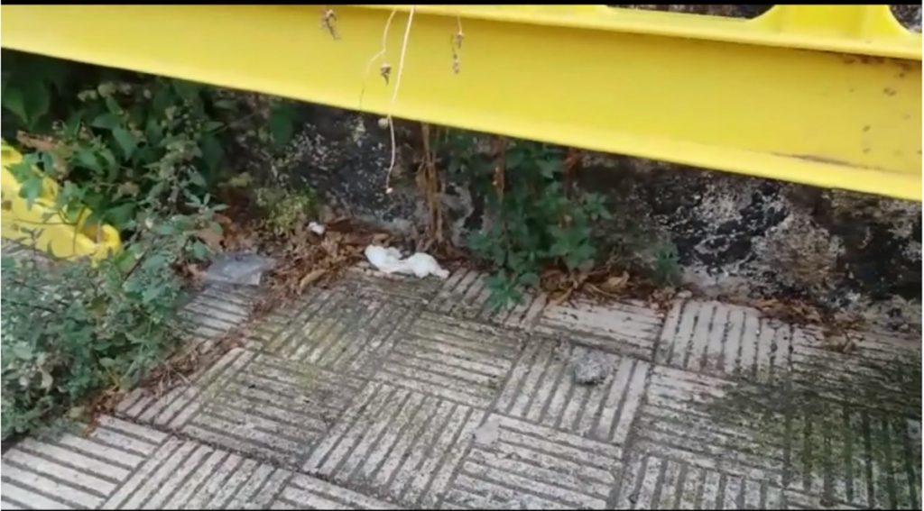 Los problemas de prostitución en la zona Vistabella-Villa Benítez es "insostenible"| DA