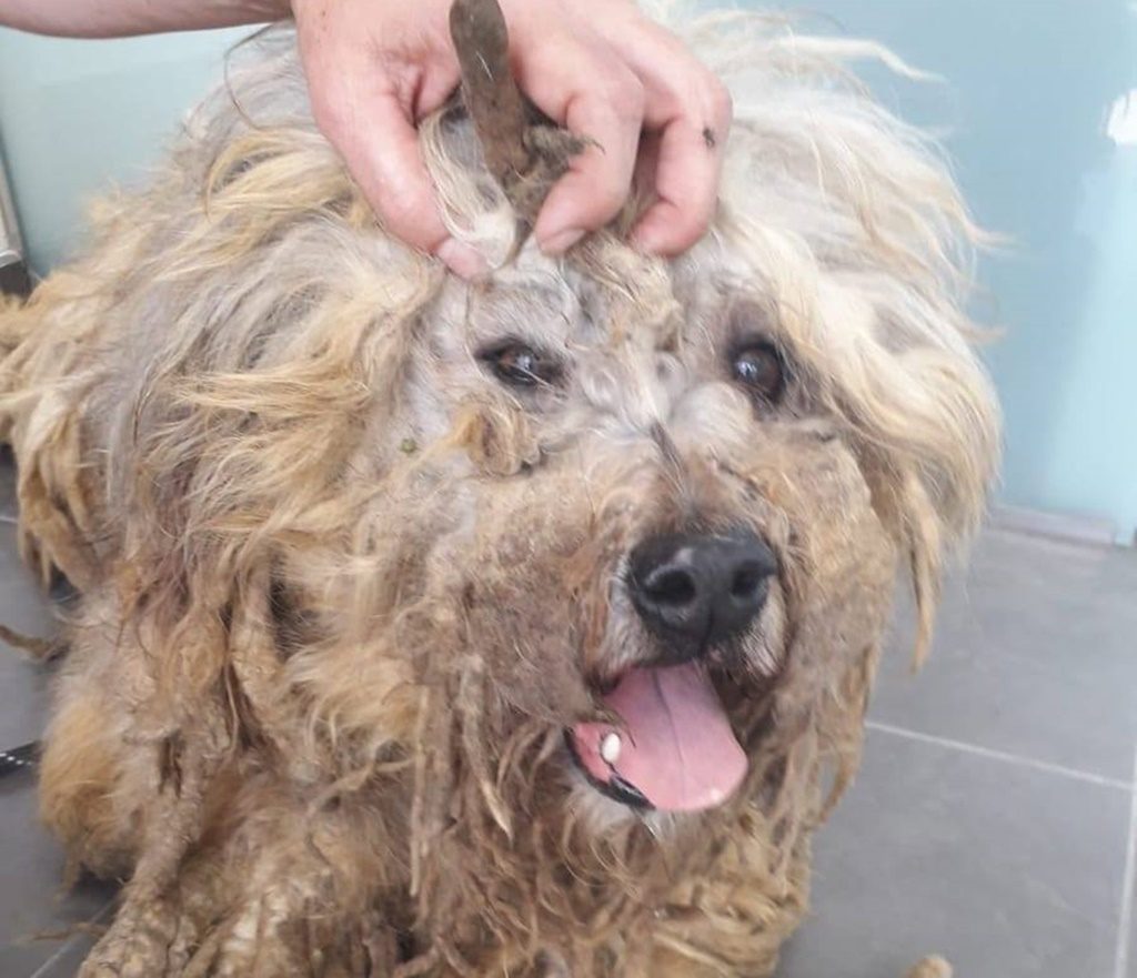 Rasti, perro abandonado en Santiago del Teide| DA