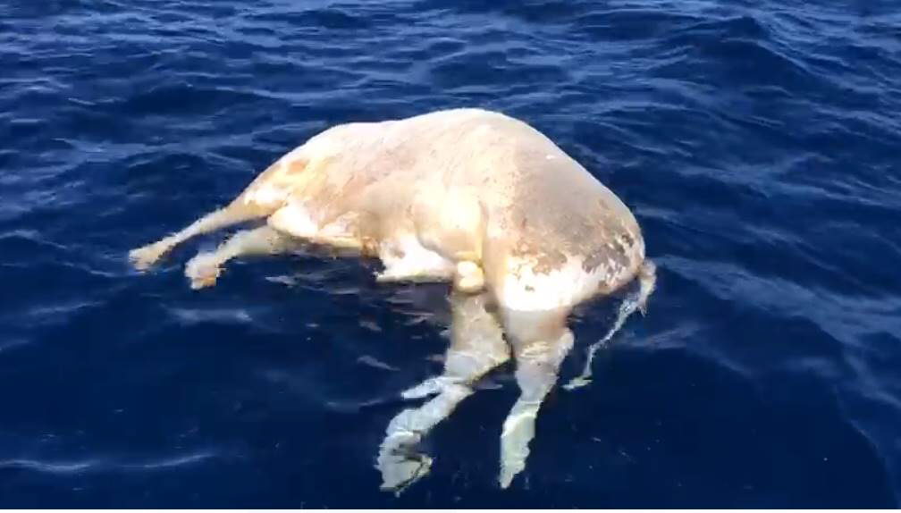 Tercer toro muerto en aguas de Tenerife| SILVER COSTAS