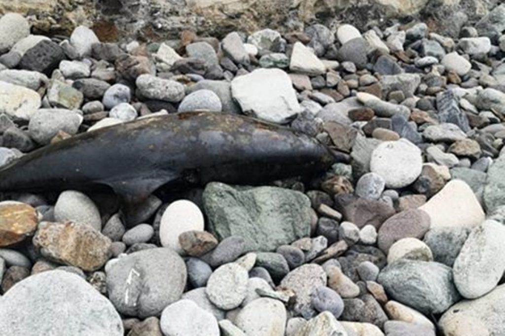 Delfín encontrado en playa de Benijos| DA