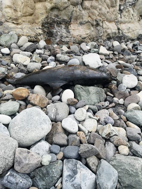 Delfín encontrado en playa de Benijos| DA