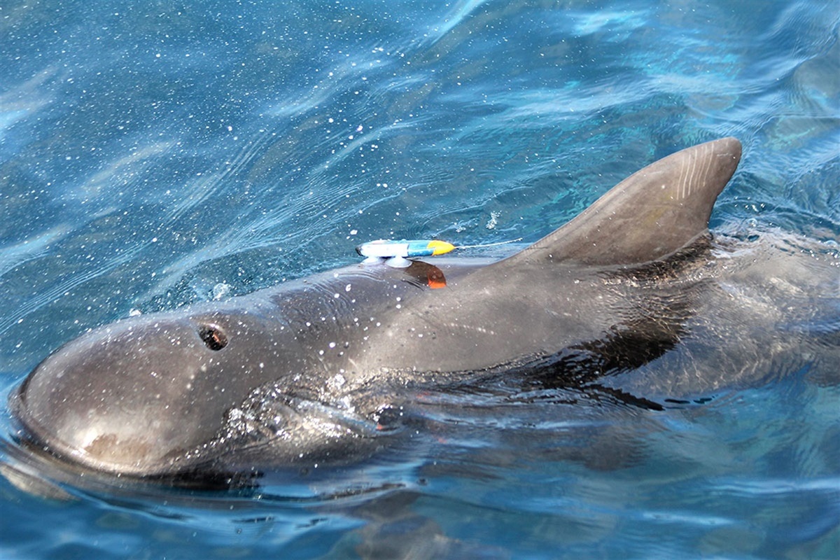 Una importante colonia de calderones y delfines mulares ha sido localizada en aguas de Fonsalía. / EP