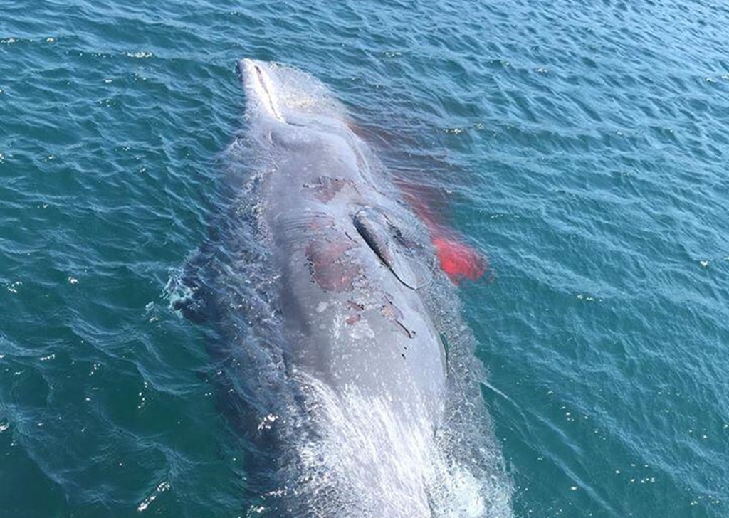 Imagen del cetáceo que murió desangrado la semana pasada en la costa de Telde (Gran Canaria). DA