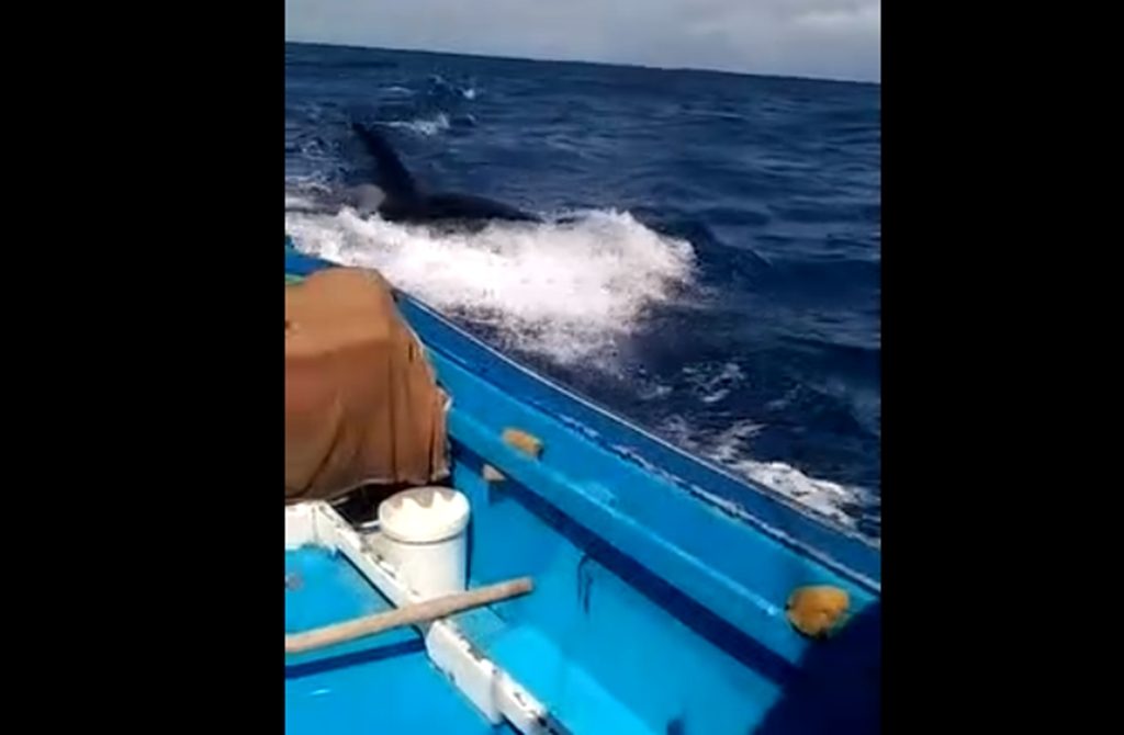 Avistamiento de orcas desde una barca en Fuerteventura| DA