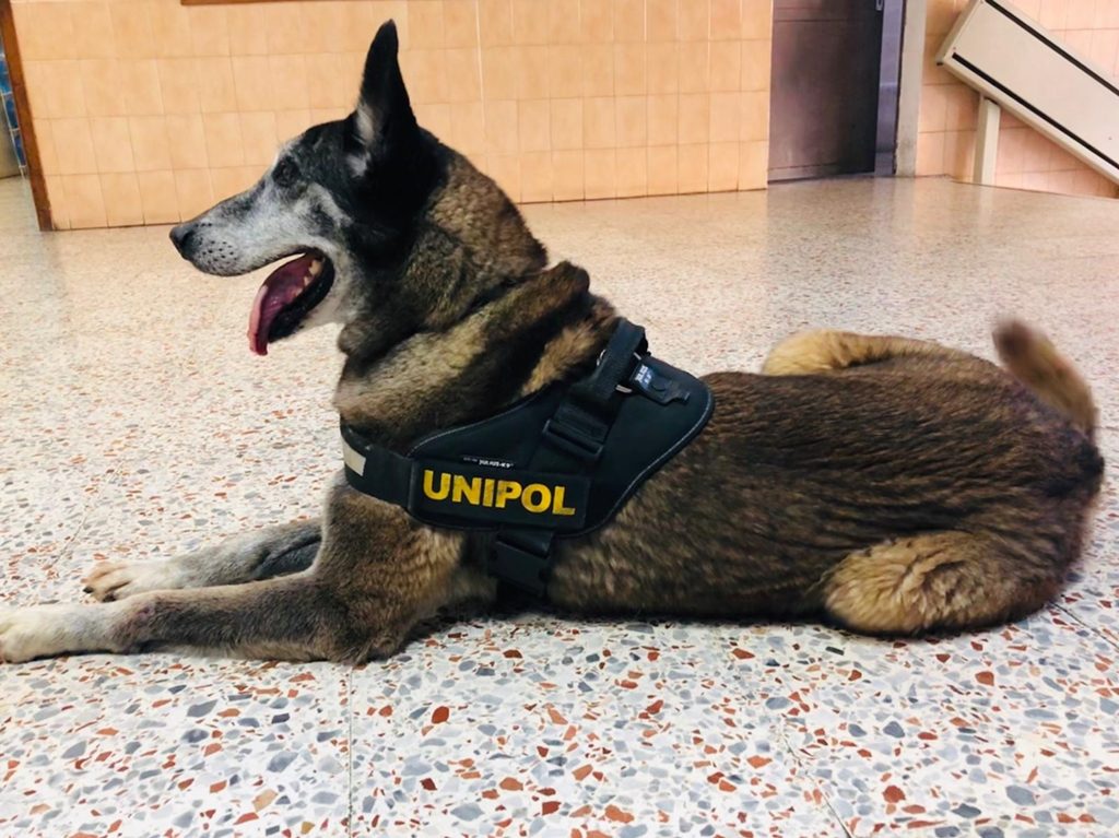 Troy, veterano perro antidroga de la Unipol