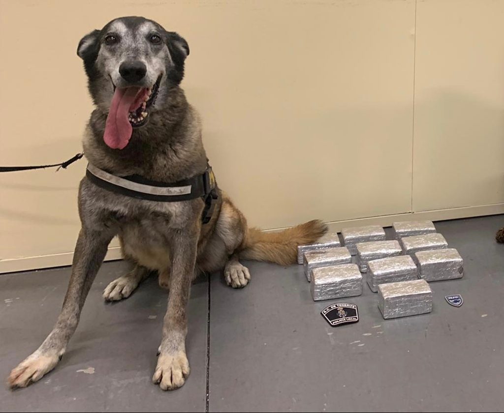 Troy, veterano perro policía antidroga de la Unipol| POLICÏA LOCAL DE SANTA CRUZ