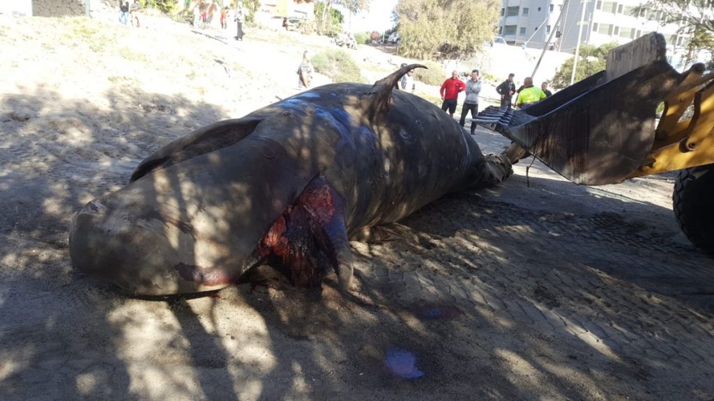El cuerpo del cetáceo que ha sido retirado en La Jaquita. / DA