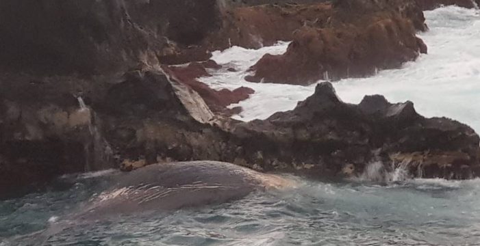 Encuentran una ballena muerta en la costa de Mazo