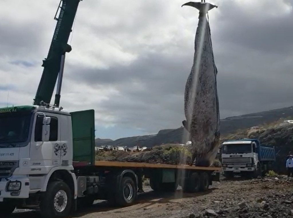 Cetáceo varado en Mazo, La Palma| DA