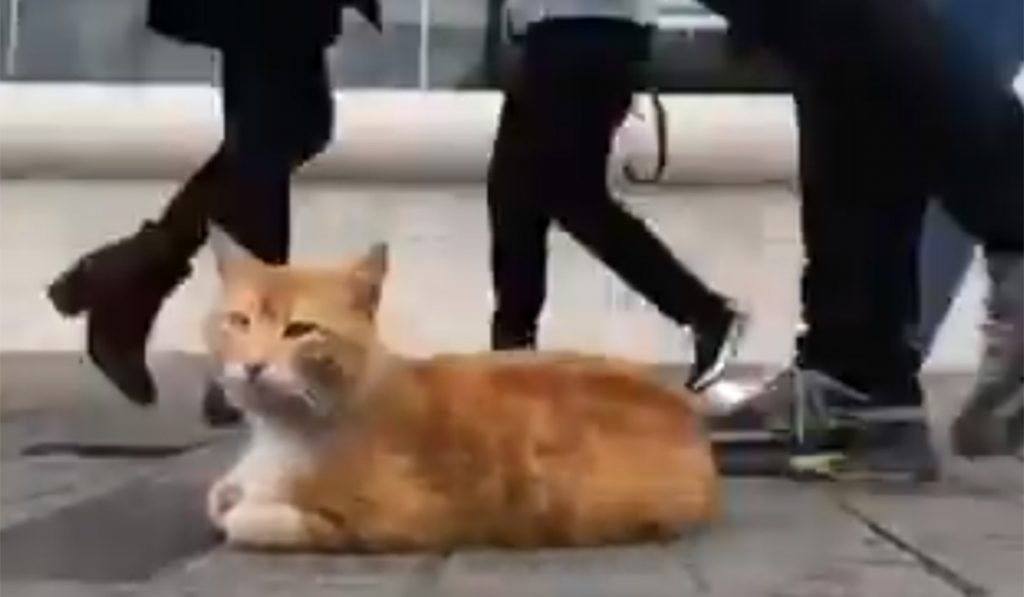 estilo mezcla bancarrota El gato relajado de Estambul que triunfa en Twitter