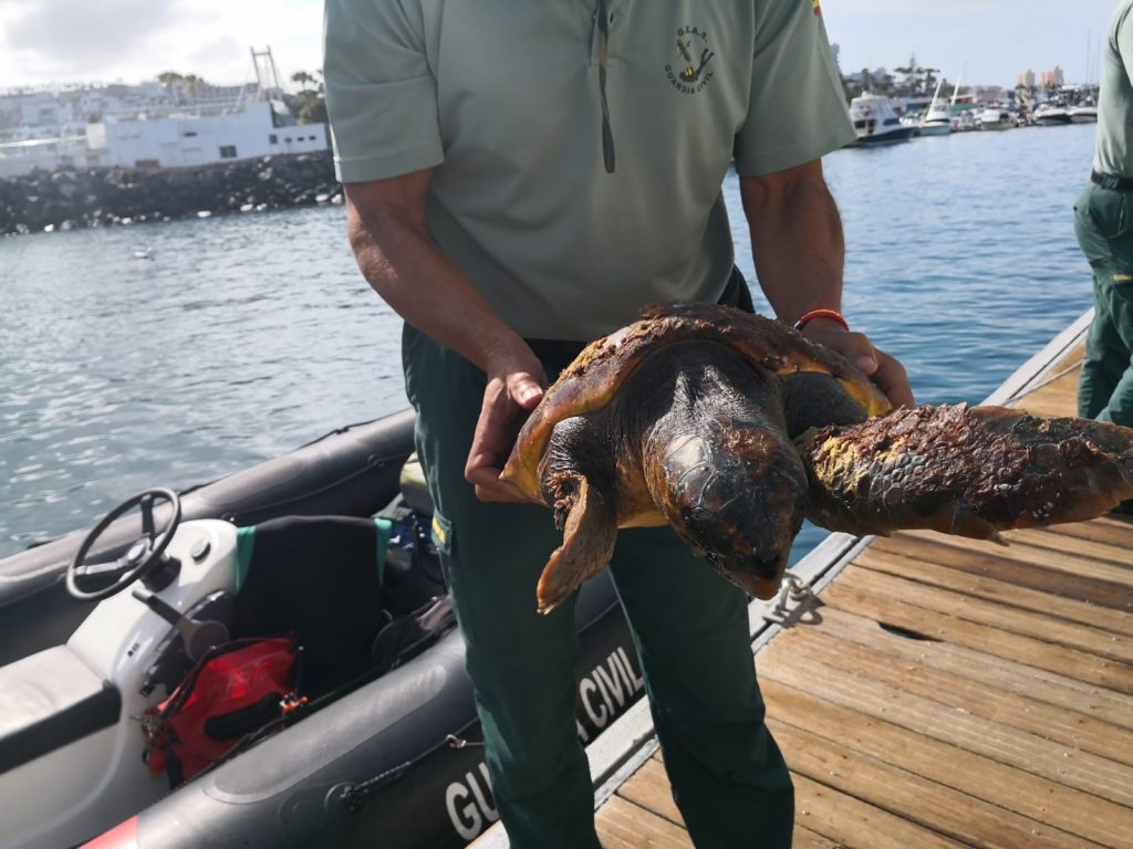 Rescatan una tortuga boba atrapada entre basura en la costa sur de Tenerife. | DA