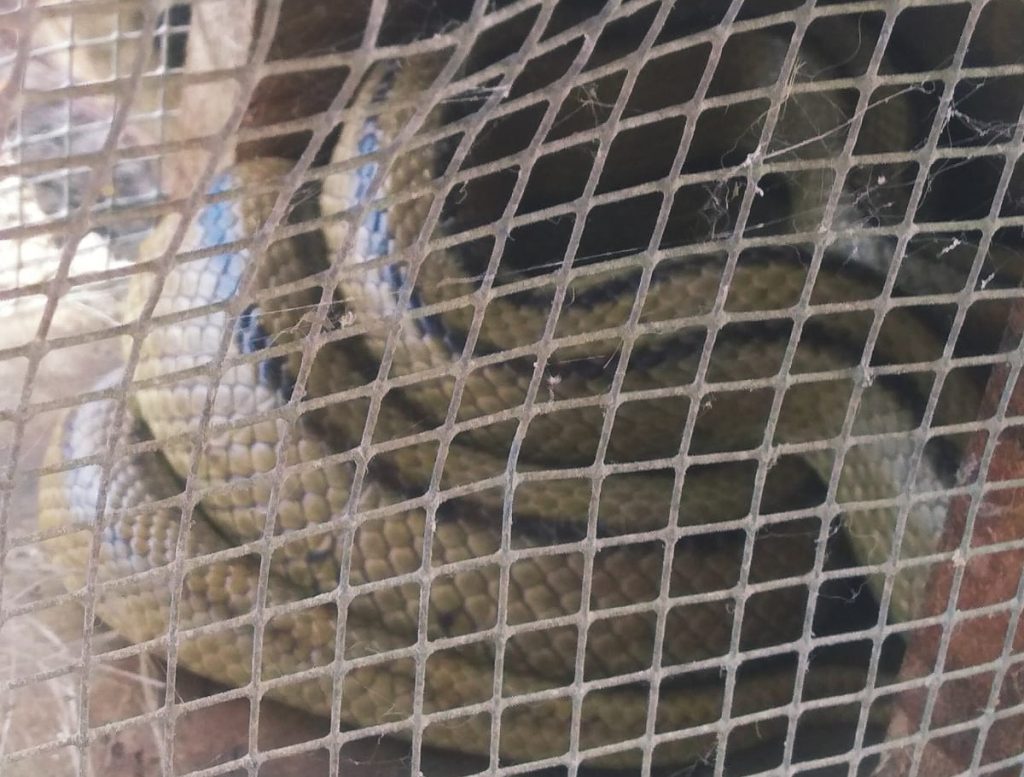 Serpiente hallada en Tacoronte. DA